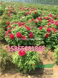 芍藥苗  牡丹苗秋季種植季節(jié)到了