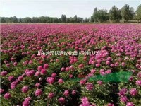 芍藥苗  牡丹苗秋季種植季節(jié)到了