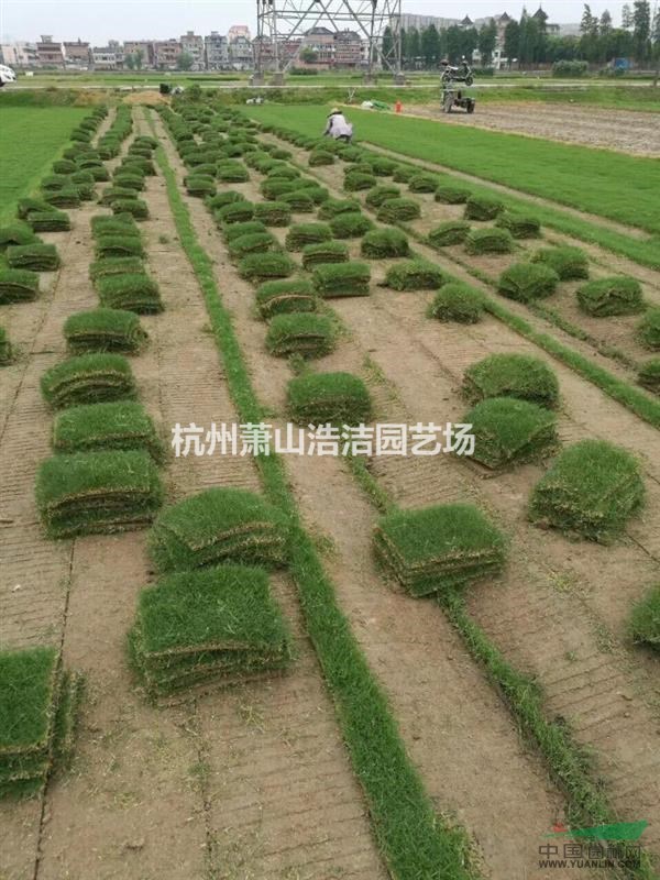 浙江草皮一馬尼拉，果嶺草批發(fā)供應