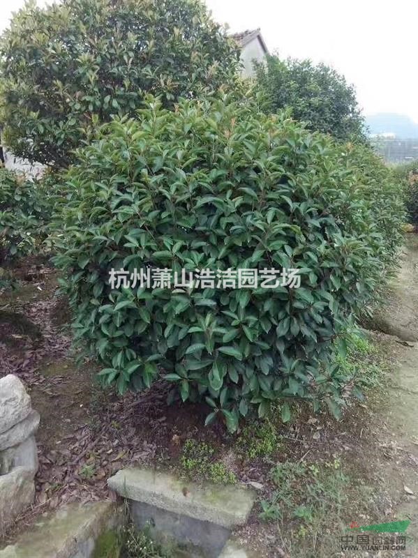 浙江精品紅葉石楠球