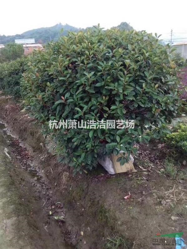 浙江精品紅葉石楠球
