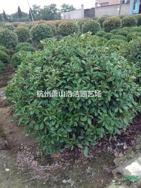 浙江精品紅葉石楠球