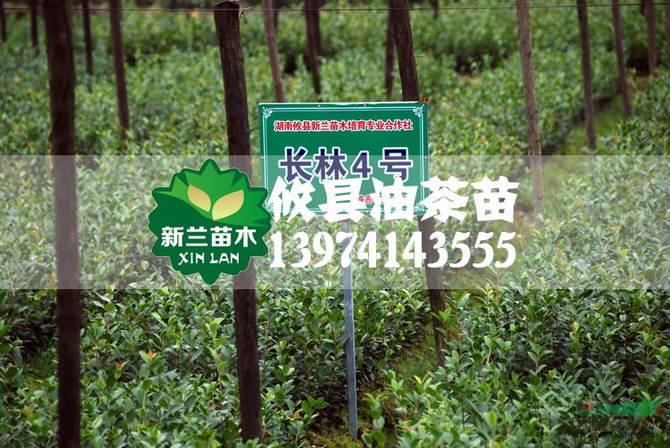 湖南油茶苗 30公分以上嫁接油茶苗