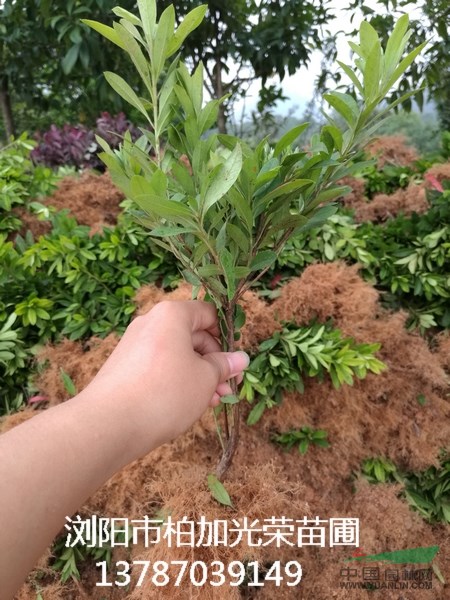 供應(yīng)湖南色塊小苗杜鵑 杜鵑小苗 杜鵑扦插苗 杜鵑工程苗