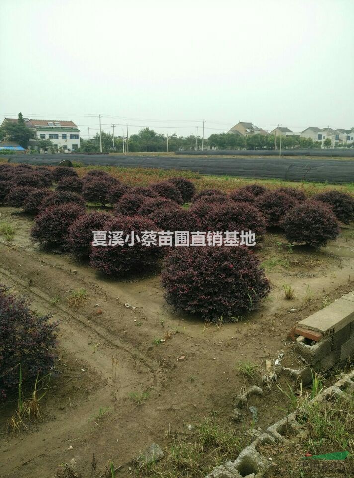 【常州小蔡苗圃基地供應(yīng)各類精品球】供應(yīng)銀姬小蠟球，紅花繼木球