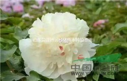 觀賞牡丹花種植幾年的當(dāng)年開(kāi)花