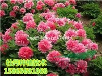觀賞牡丹花種植幾年的當(dāng)年開(kāi)花