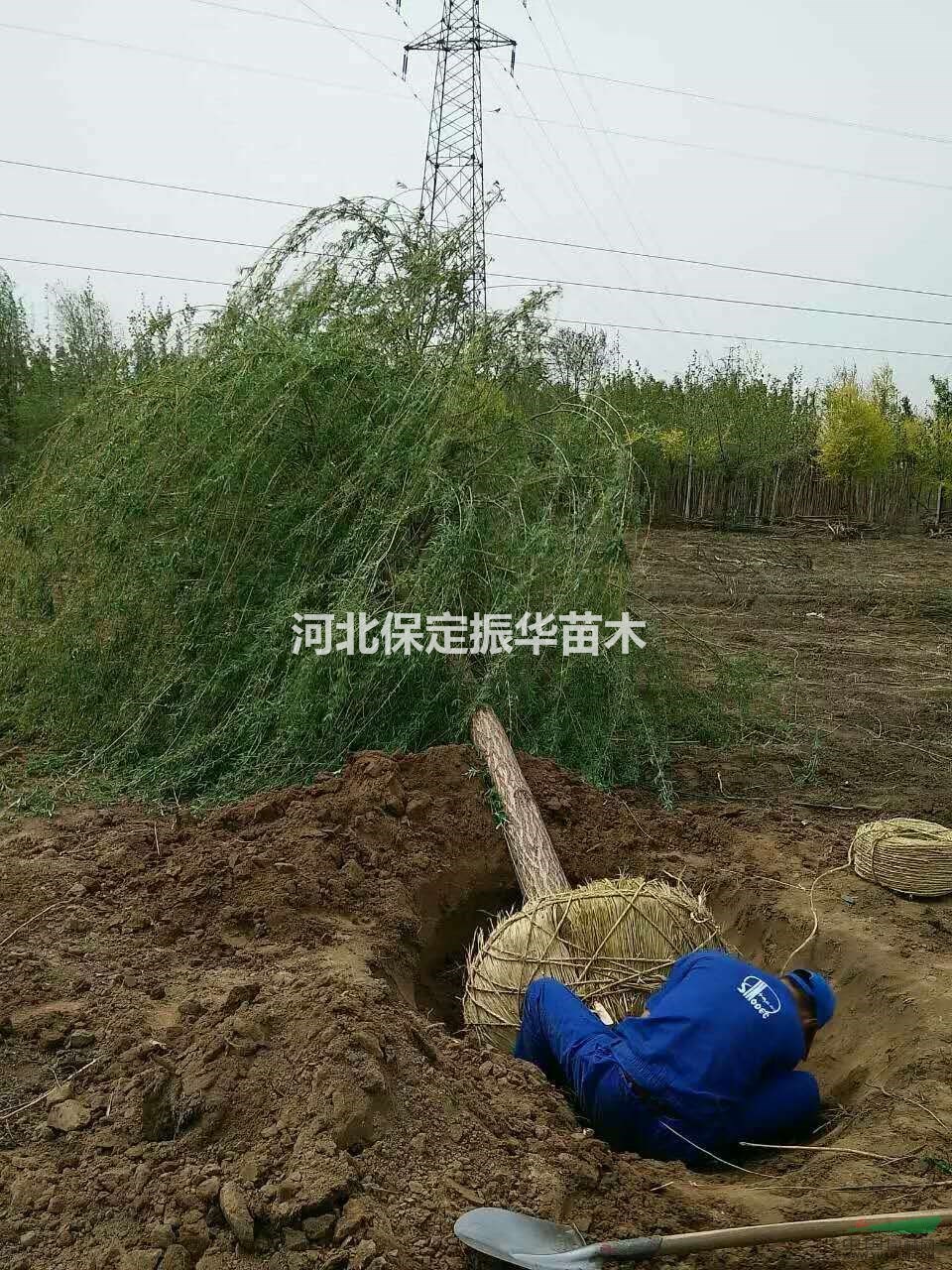 供應(yīng)大量國槐、白楊、速生柳等各類苗木