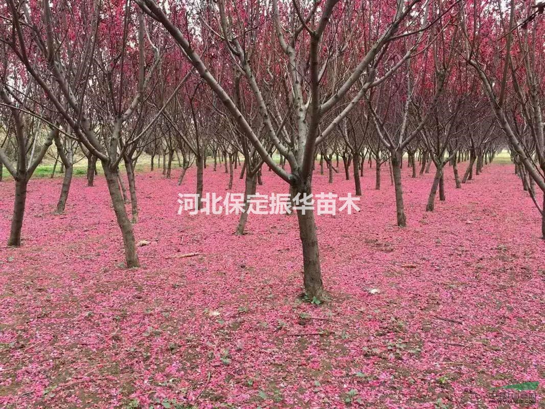 供應(yīng)大量國槐、白楊、速生柳等各類苗木