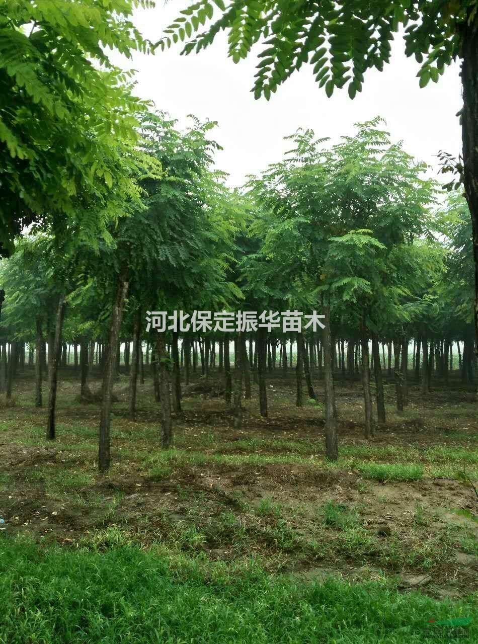 紅花槐，龍爪槐，楸樹(shù)，構(gòu)樹(shù)， 花卉經(jīng)營(yíng)各類(lèi)苗木