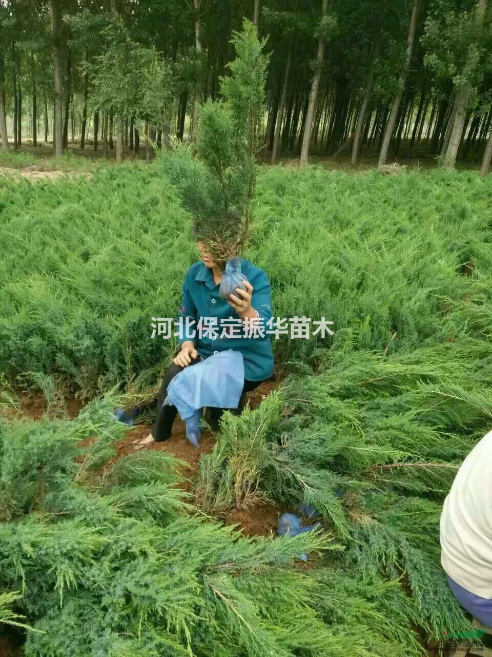 紅花槐，龍爪槐，楸樹(shù)，構(gòu)樹(shù)， 花卉經(jīng)營(yíng)各類(lèi)苗木