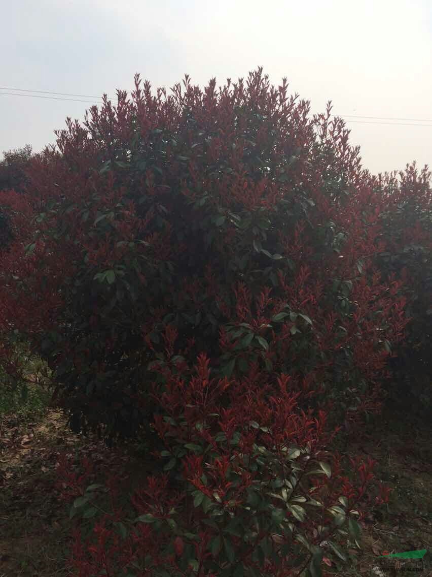 江蘇南京紅葉石楠球價格紅葉石楠球多少錢一棵