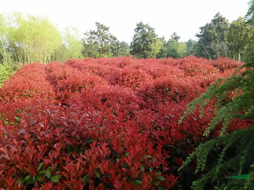 江蘇南京紅葉石楠球價格紅葉石楠球多少錢一棵