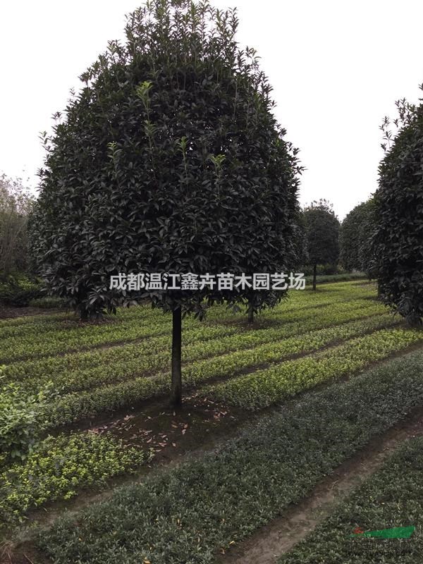 四川成都最新高桿桂花