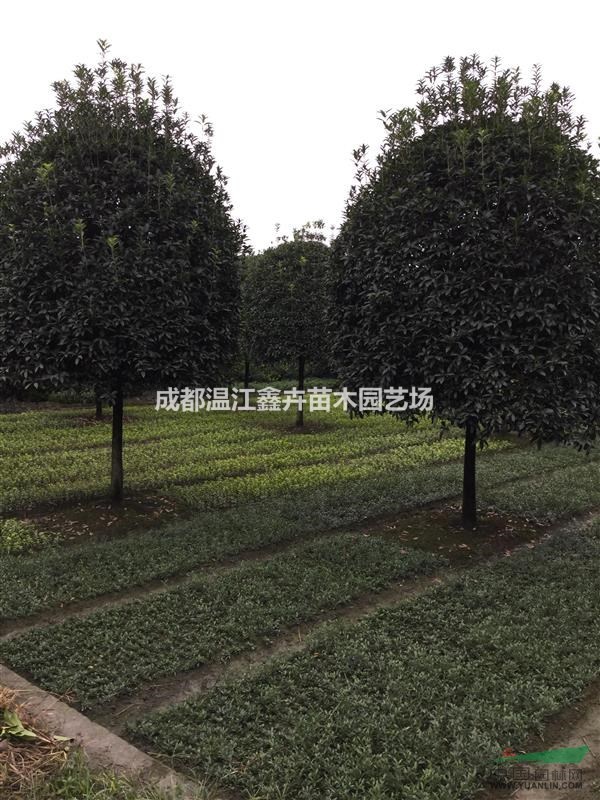四川成都最新高桿桂花
