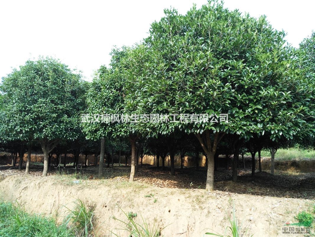 武漢市江夏區(qū)大量現貨供應各種規(guī)格桂花