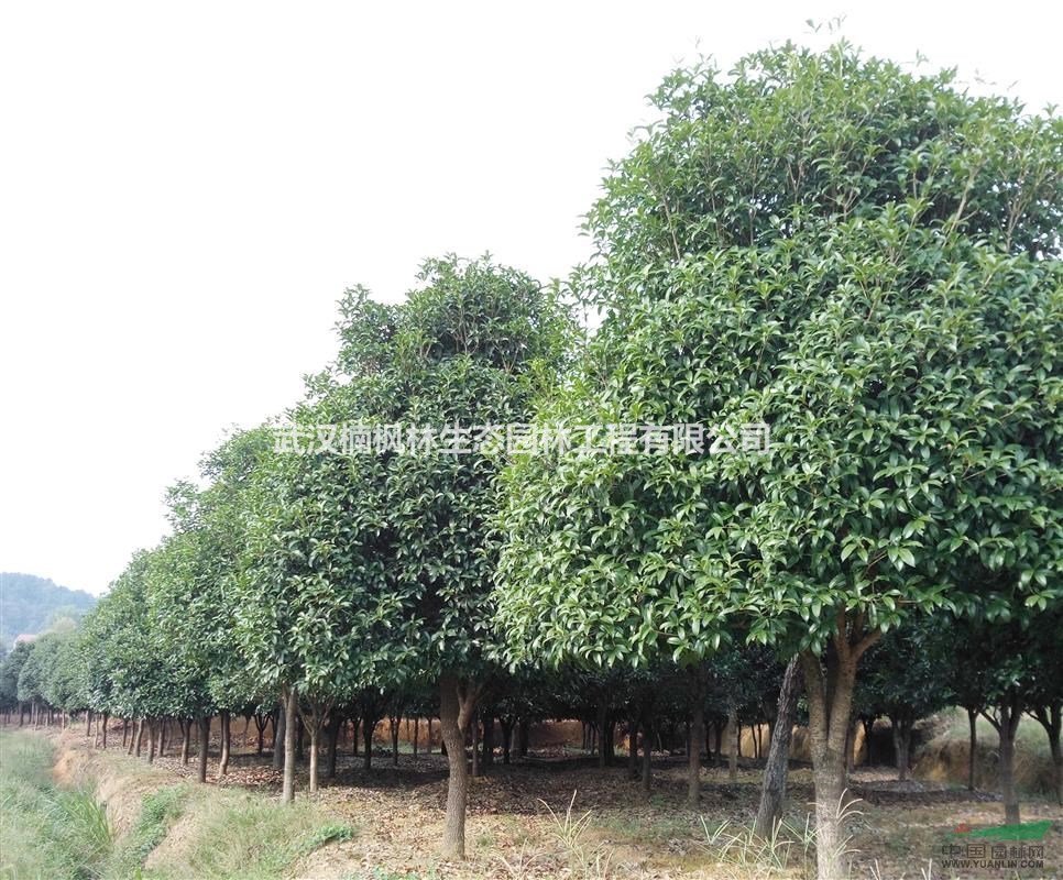 武漢市江夏區(qū)大量現貨供應各種規(guī)格桂花
