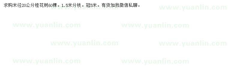 求購米徑20公分桂花