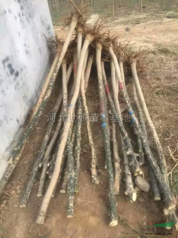 基地直銷老式國(guó)槐5-6公分 價(jià)格低 數(shù)量大