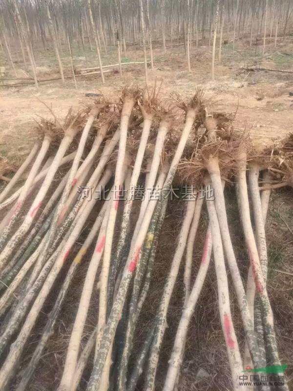 基地直銷老式國(guó)槐5-6公分 價(jià)格低 數(shù)量大
