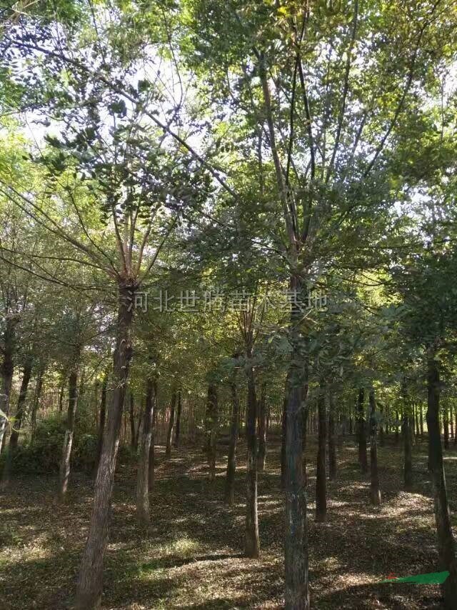 河北國槐57信息