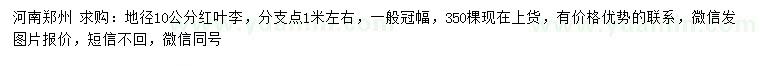 求購地徑10公分紅葉李