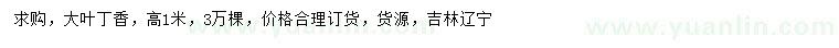 求購高1米大葉丁香