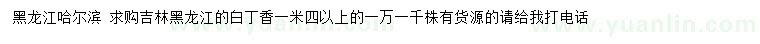 求購1.4米以上白丁香