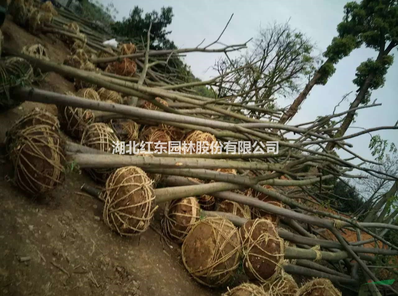 湖北截桿欒樹(shù)丨湖北全冠欒樹(shù)丨湖北原生欒樹(shù)丨湖北欒樹(shù)