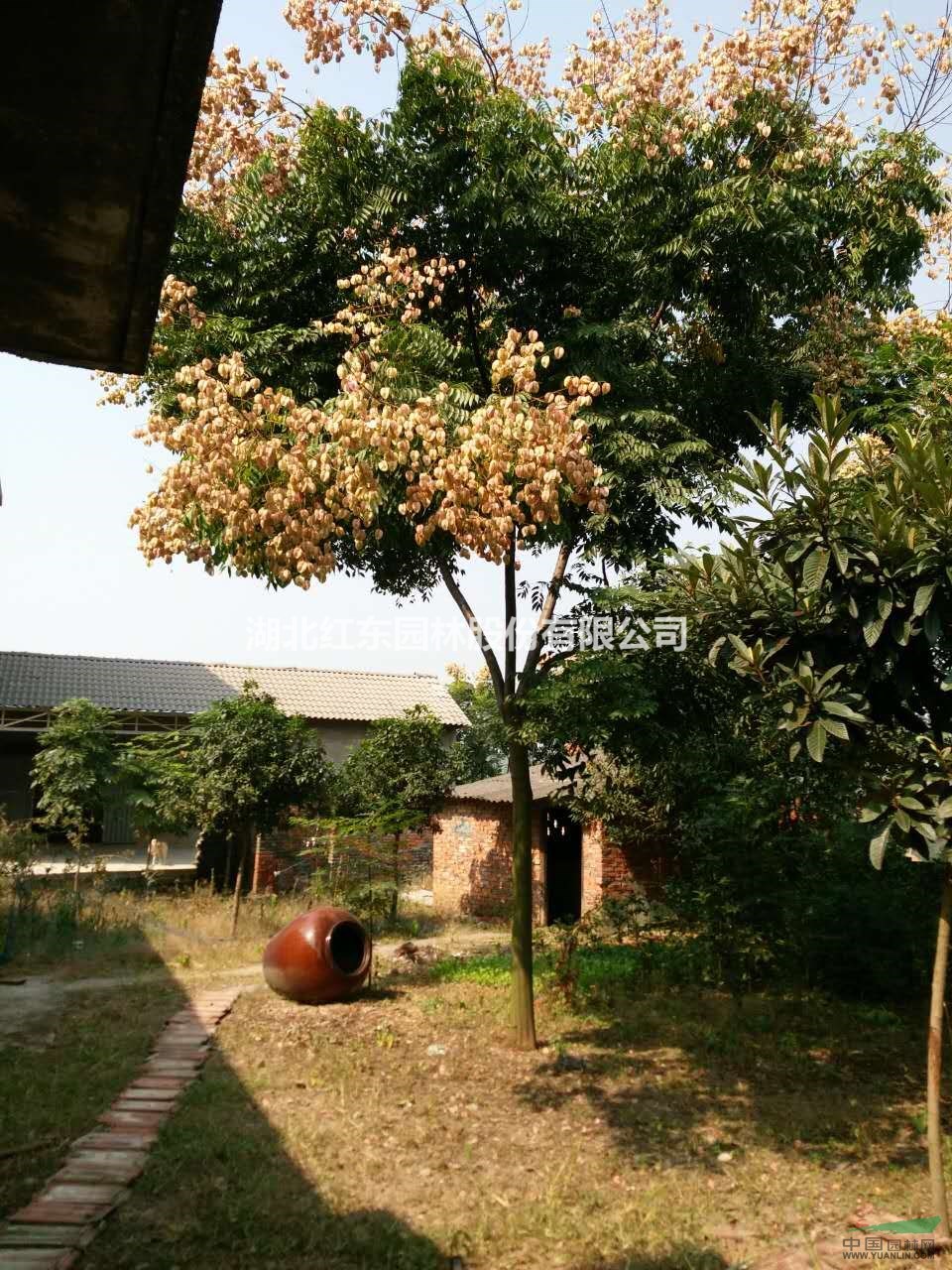 湖北截桿欒樹(shù)丨湖北全冠欒樹(shù)丨湖北原生欒樹(shù)丨湖北欒樹(shù)