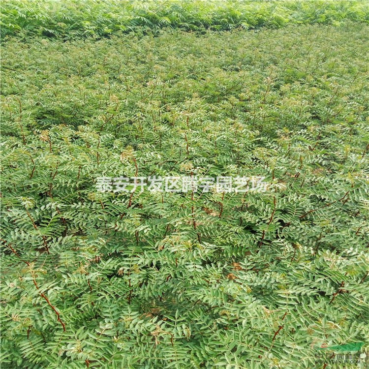 山東大紅袍花椒苗價格