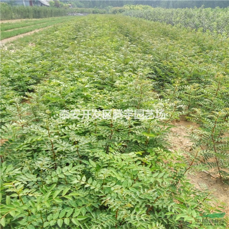 山東大紅袍花椒苗價格