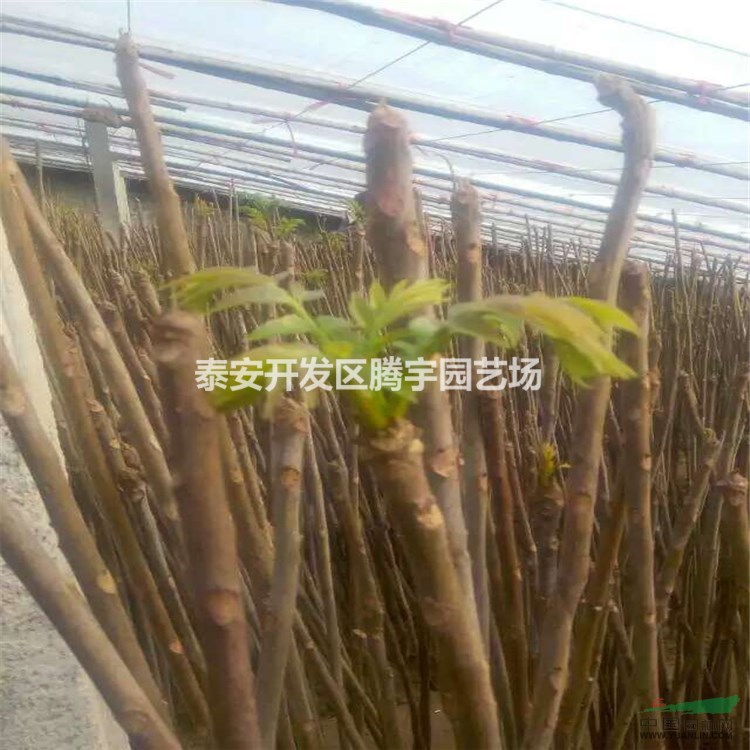 山東香椿苗價格