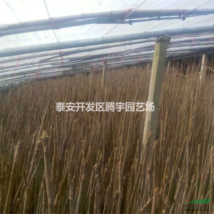 山東大棚香椿苗產(chǎn)量