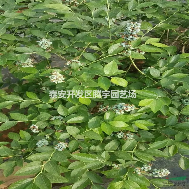 山東1~3年藍(lán)莓苗價(jià)格