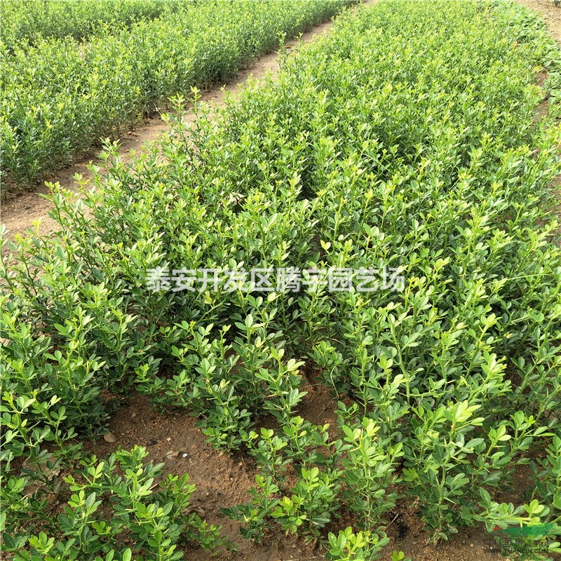 山東枳殼苗價(jià)格