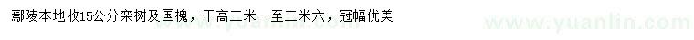 求購15公分欒樹、國槐