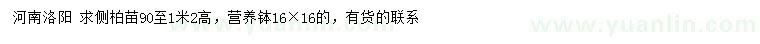 求購高90-120公分側(cè)柏苗