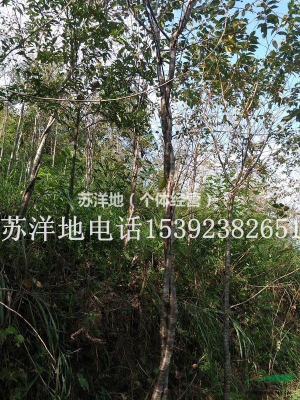 造型福建山櫻花