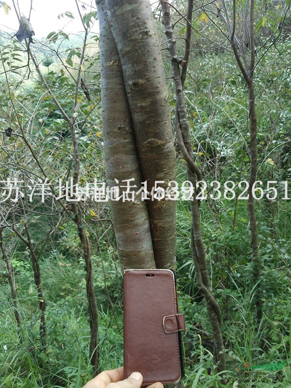 造型福建山櫻花
