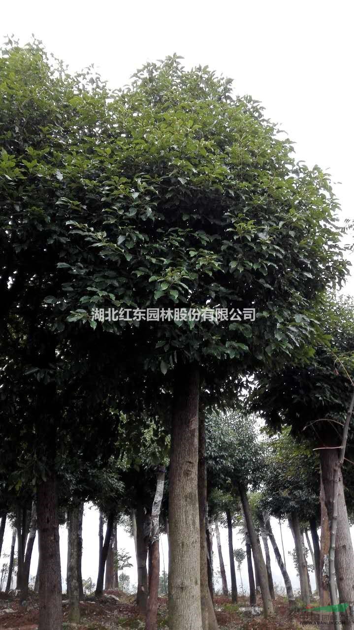 湖北供應12公分以上精品香樟