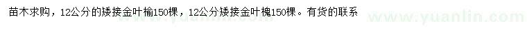 求購12公分矮接金葉榆、矮接金葉槐