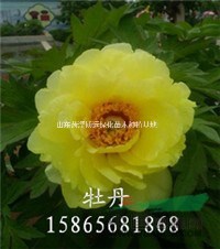 種植3年生油用牡丹苗效益怎么樣