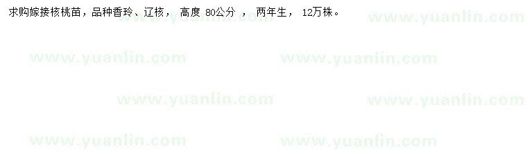 求購(gòu)高度80公分核桃苗