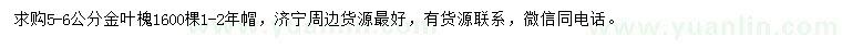 求購5-6公分金葉槐