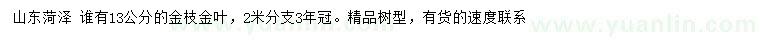 求購13公分金枝金葉
