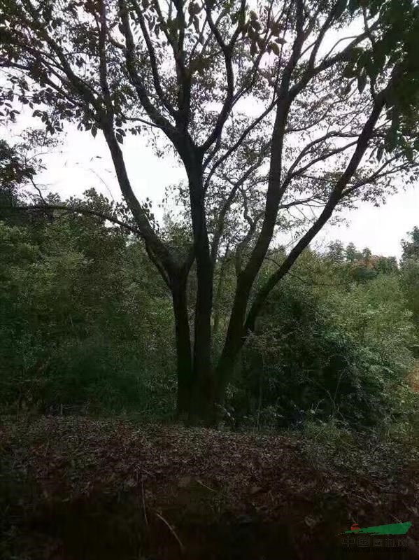 急售一棵丛生朴树80公分