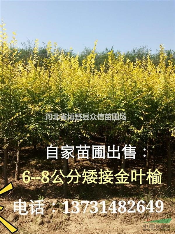 專業(yè)種植銷售4-8公分矮接金葉榆，矮接金葉榆報價