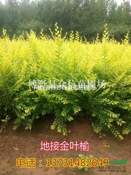 專業(yè)種植銷售4-8公分矮接金葉榆，矮接金葉榆報價