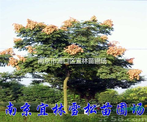 欒樹，欒樹報價，南京欒樹市場報價，欒樹市場走向